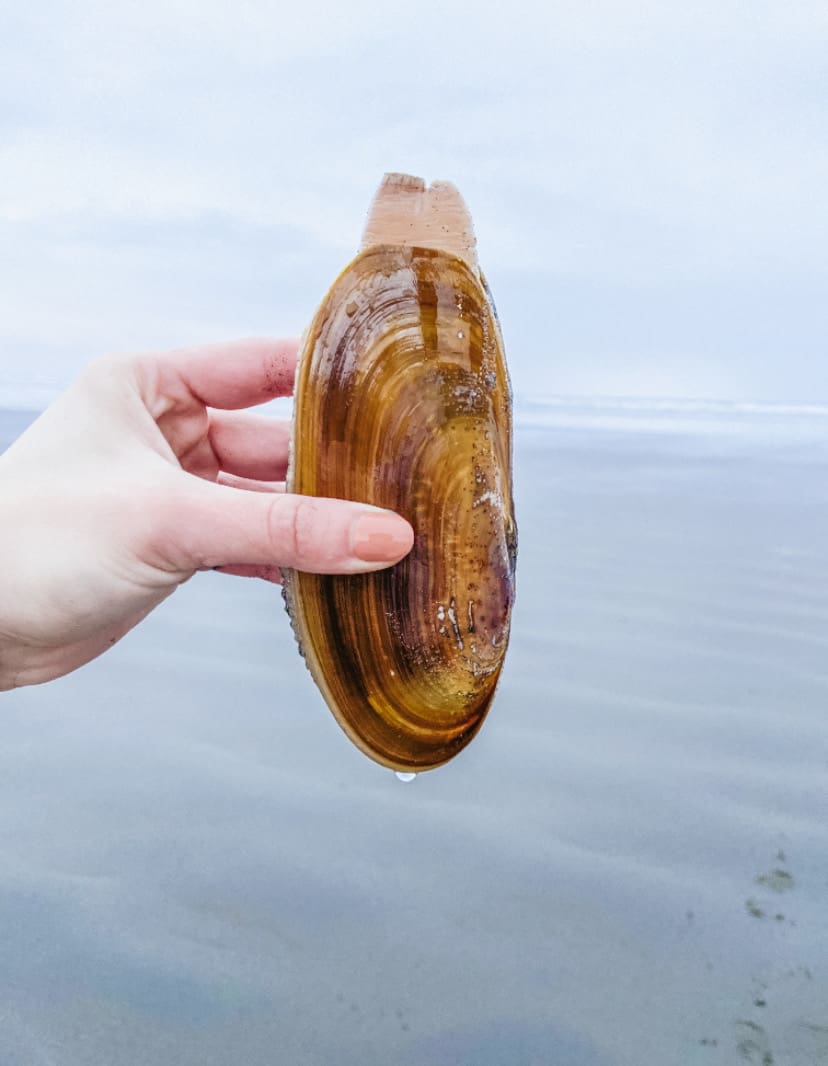 holding a razor clam in and with ocean and beach in the background