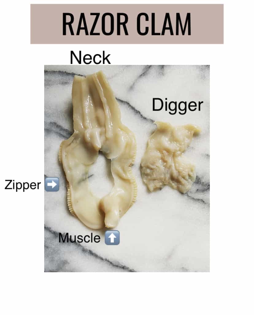 anatomy of a razor clam diagram