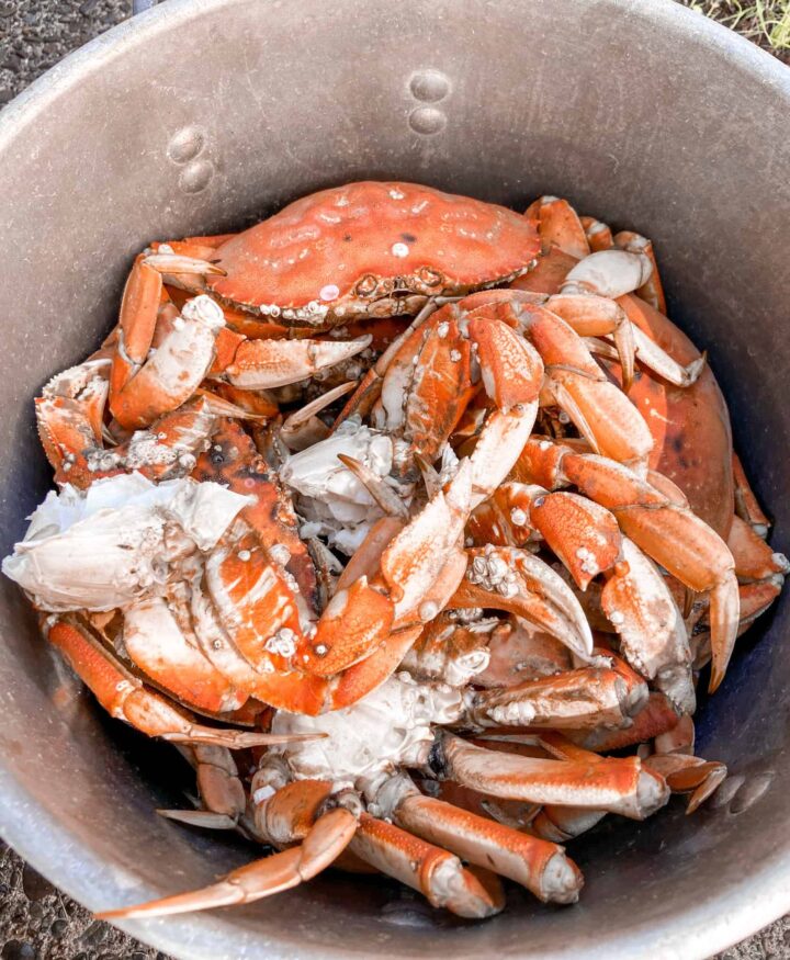 The Easiest Way to Cook Crab - The Perfect Tide