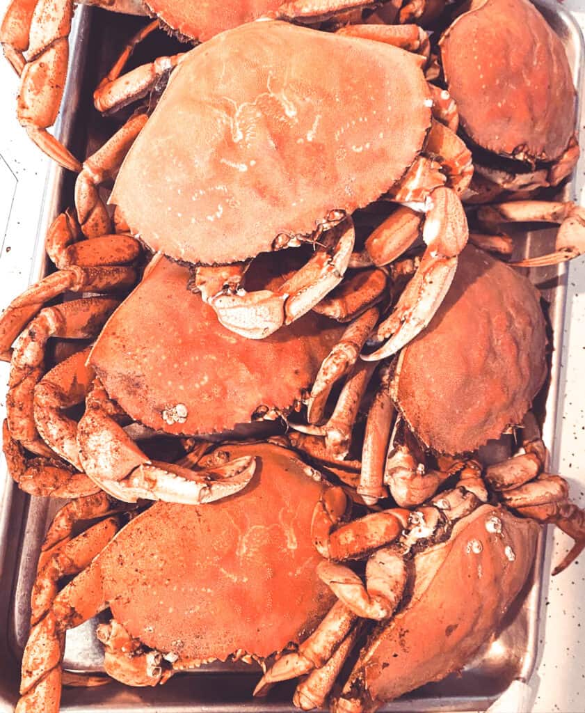 How to Cook Live Dungeness Crab: Step by Step