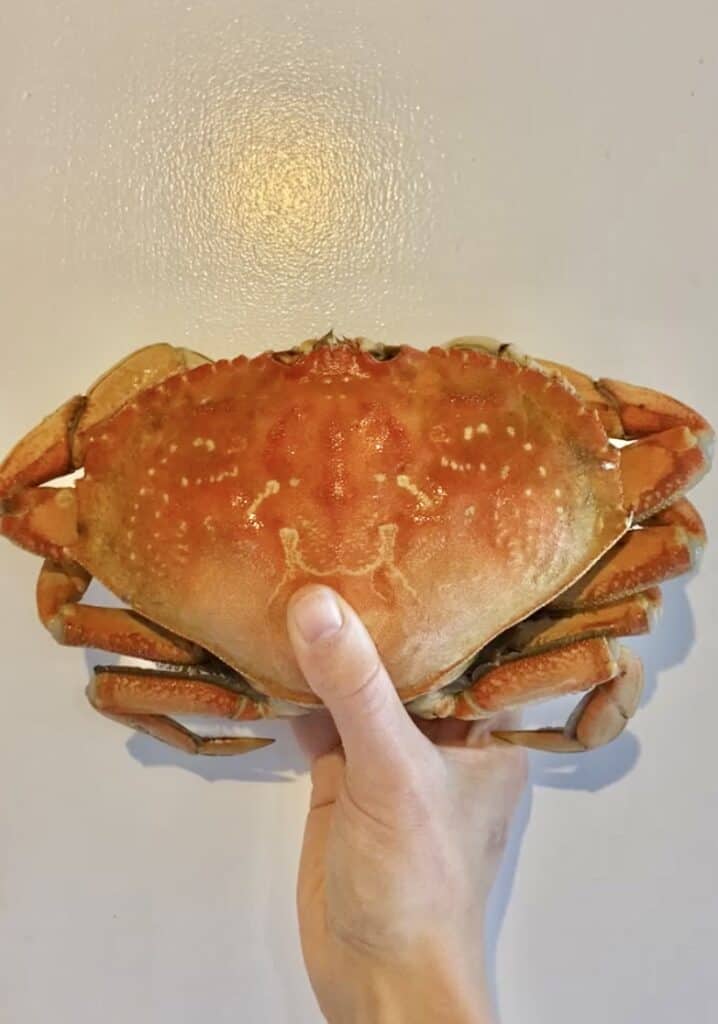 cooked whole dungeness crab