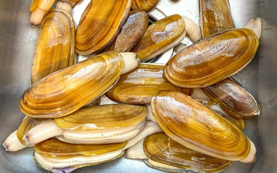 Everything You Need To Know About Razor Clams
