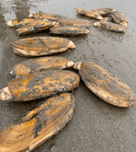 Post-clamming: You Dug Razor Clams, Now What?  (Part 5)