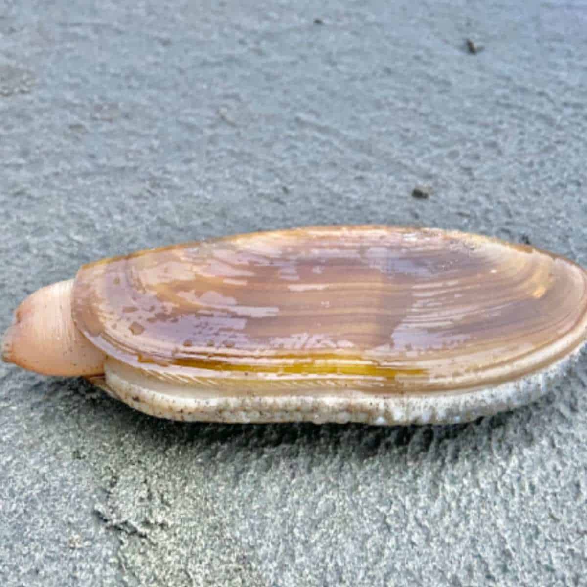 razor clam on sand