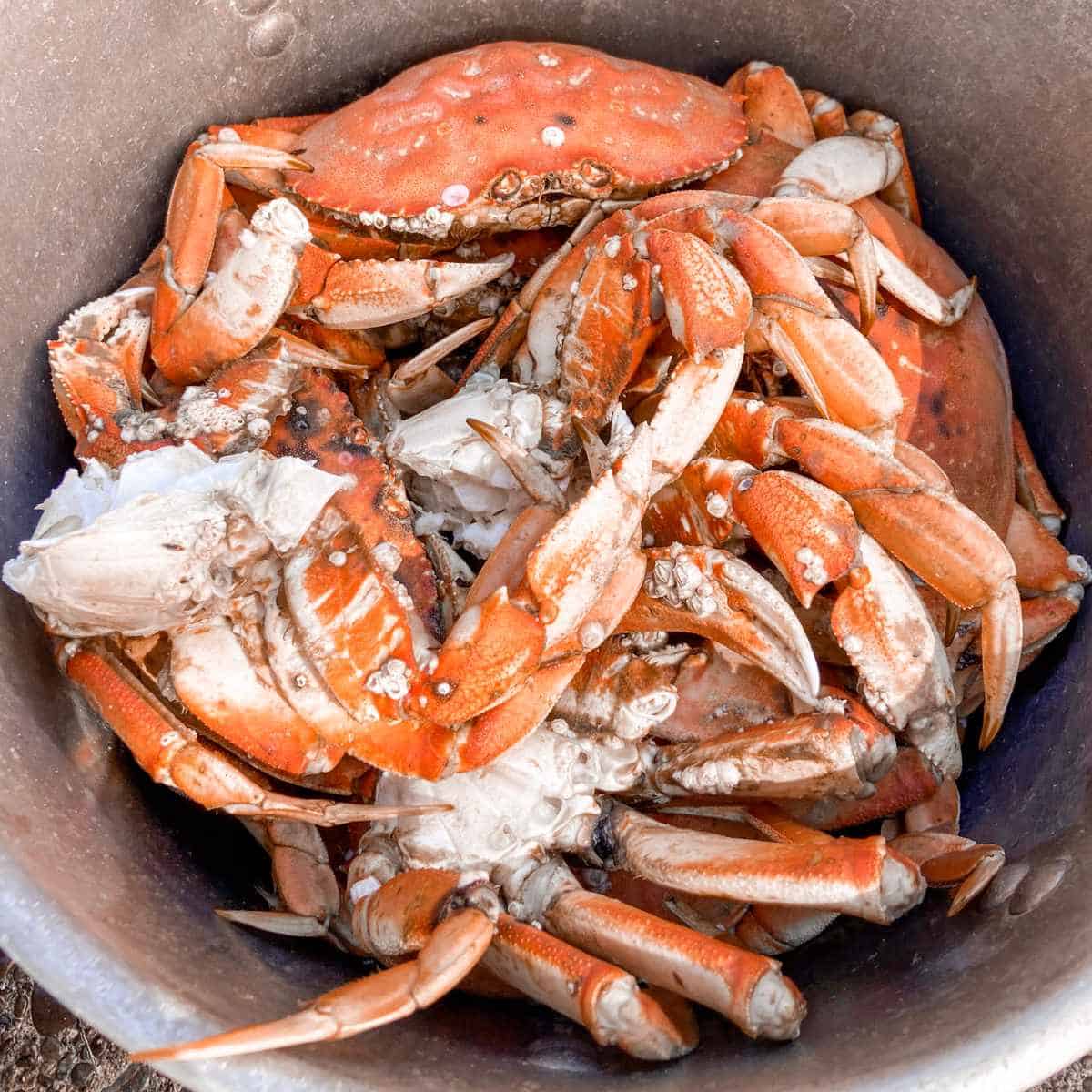 How To Store Live Crab Overnight