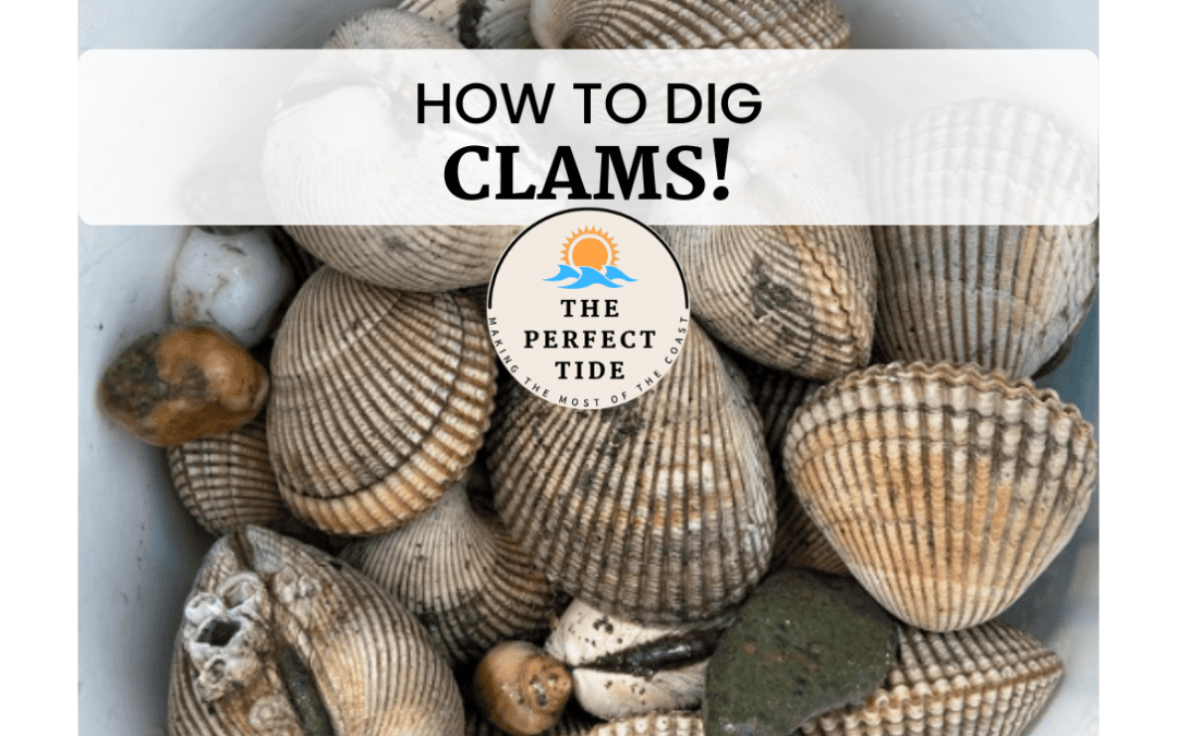 How to Dig Clams – Ultimate Beginner’s Guide