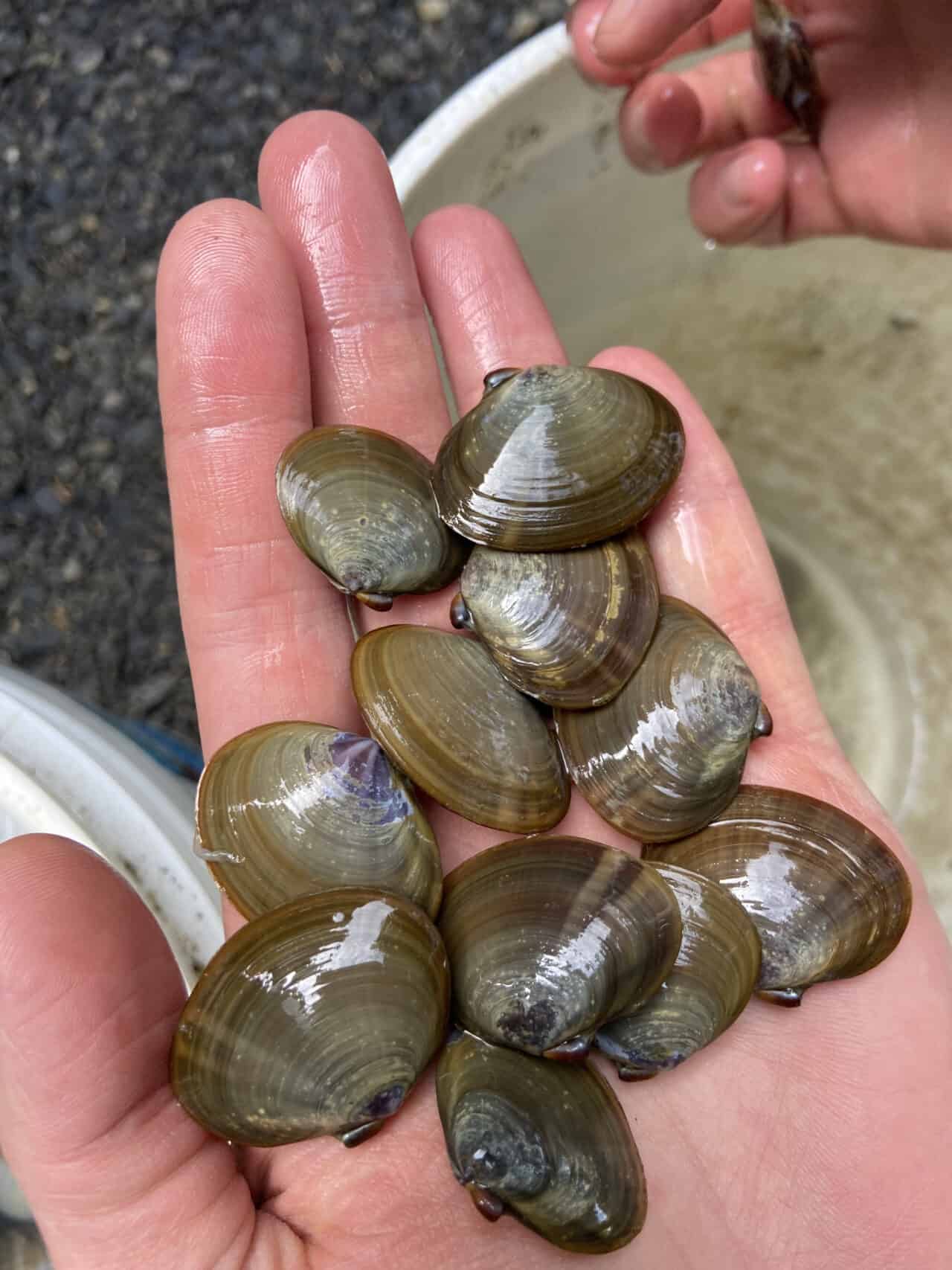 How to Dig Clams Ultimate Beginner's Guide The Perfect Tide