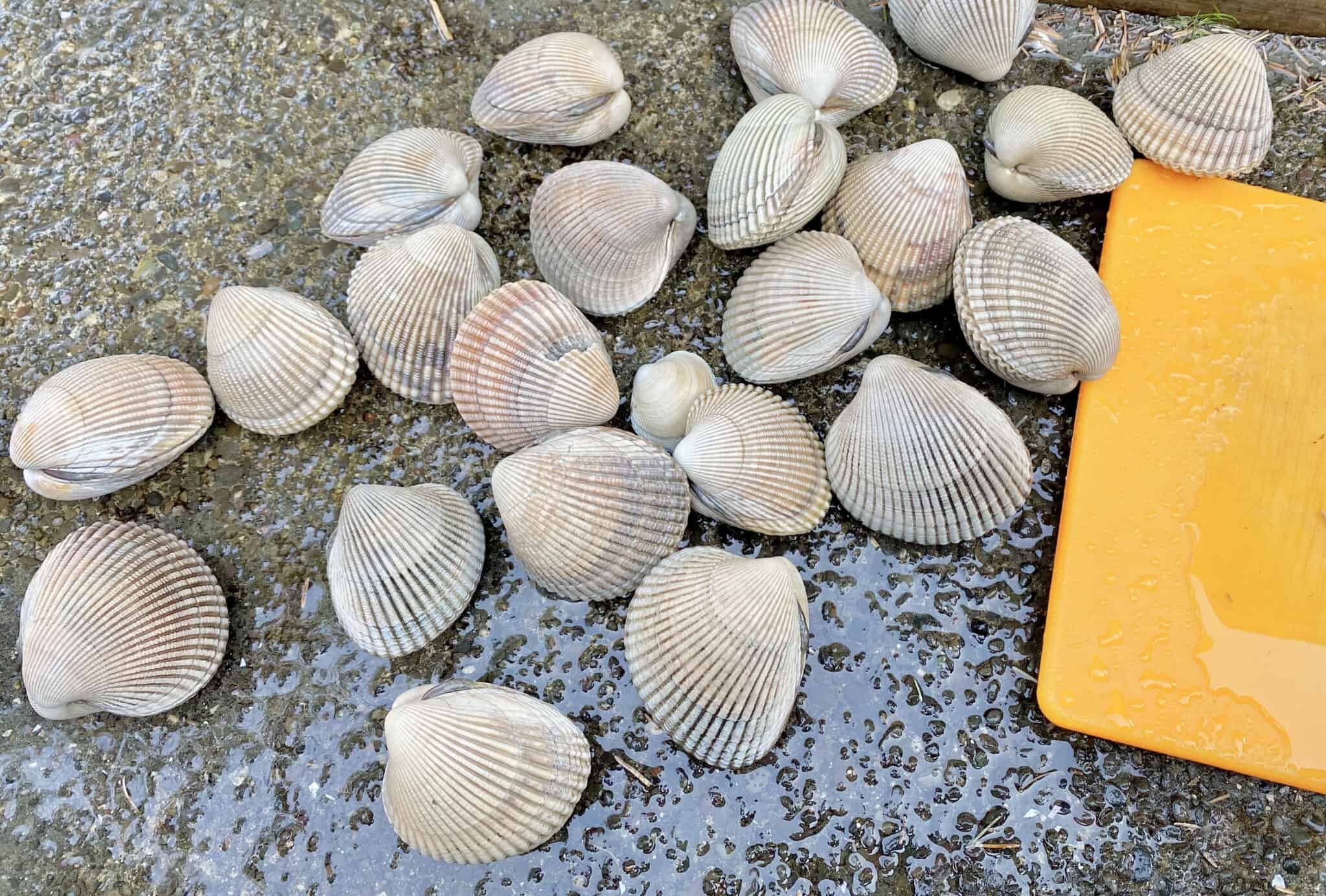 How to Dig Clams Ultimate Beginner's Guide The Perfect Tide