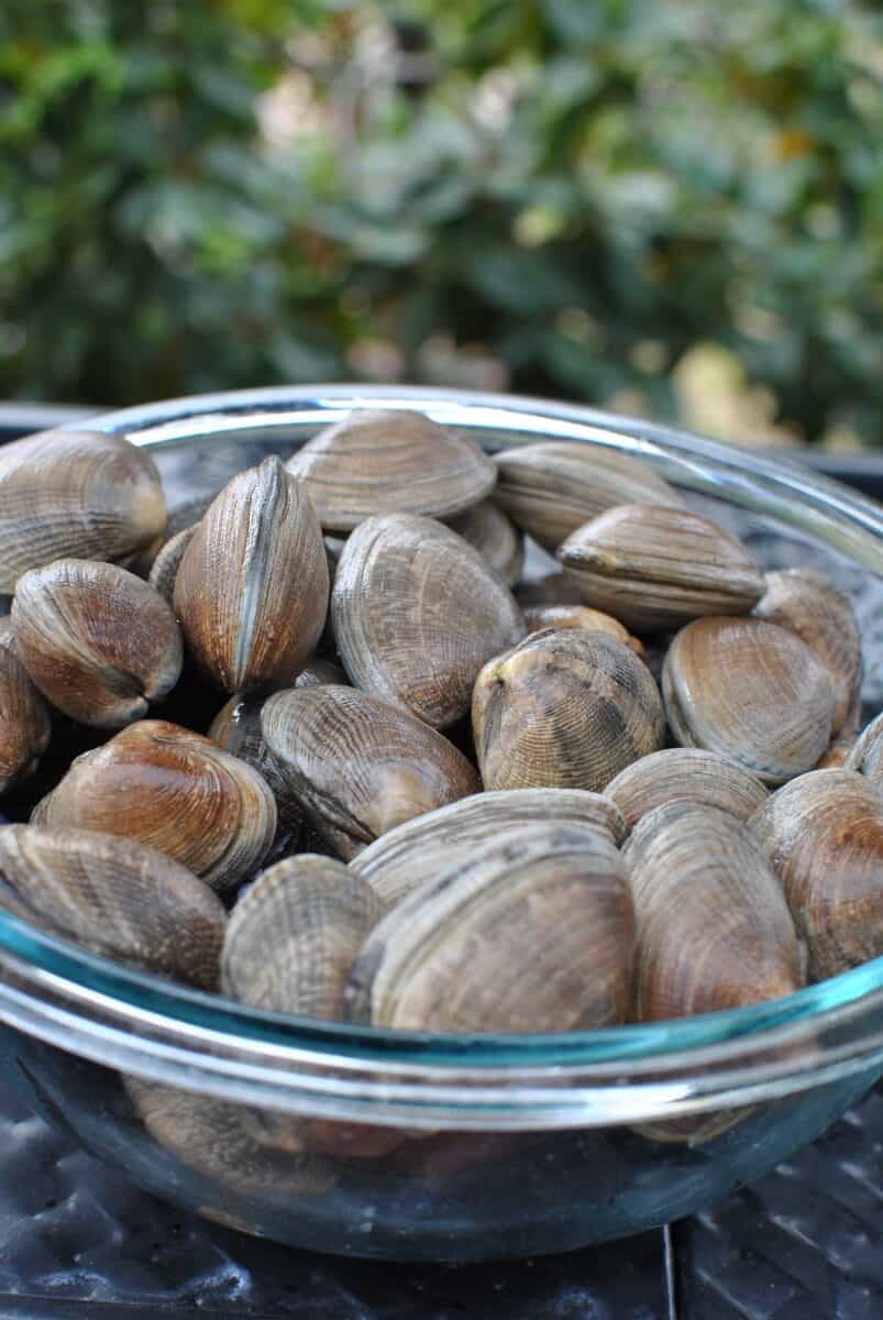 fresh steamer clams in a glass bowl