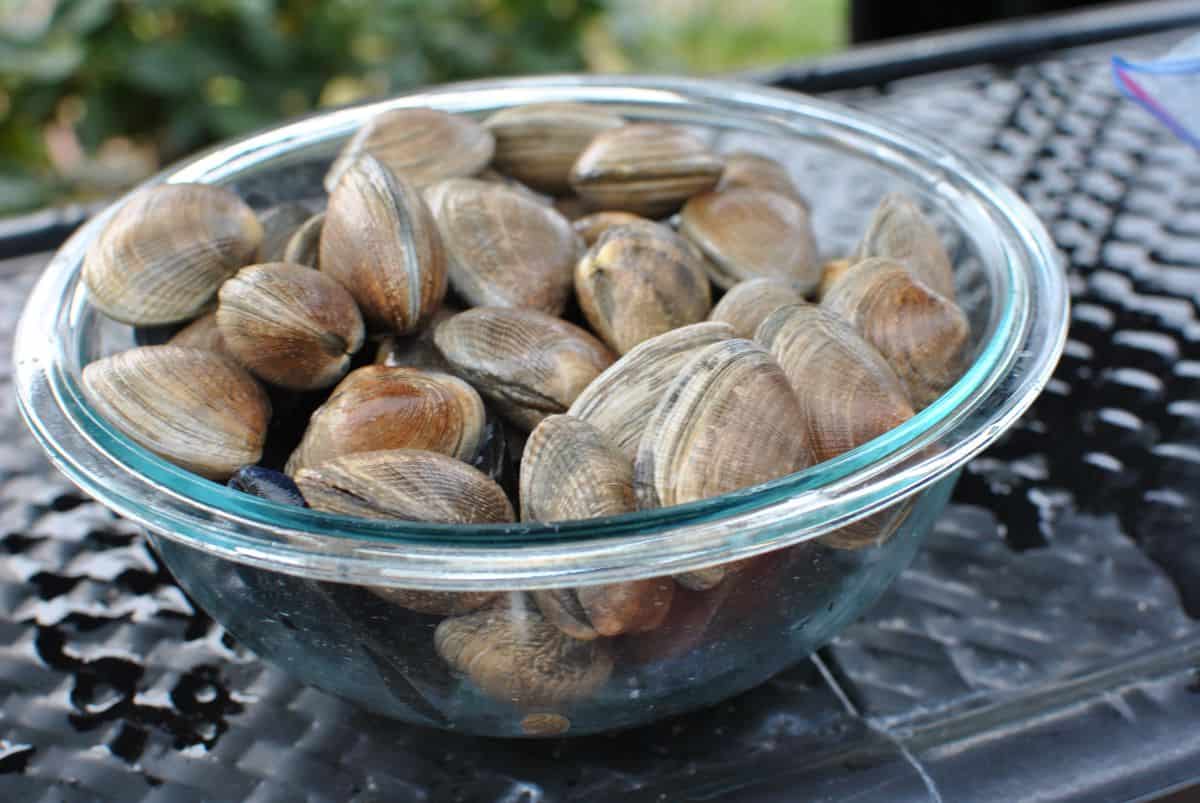 steamer clams and mussels in a glass bowl