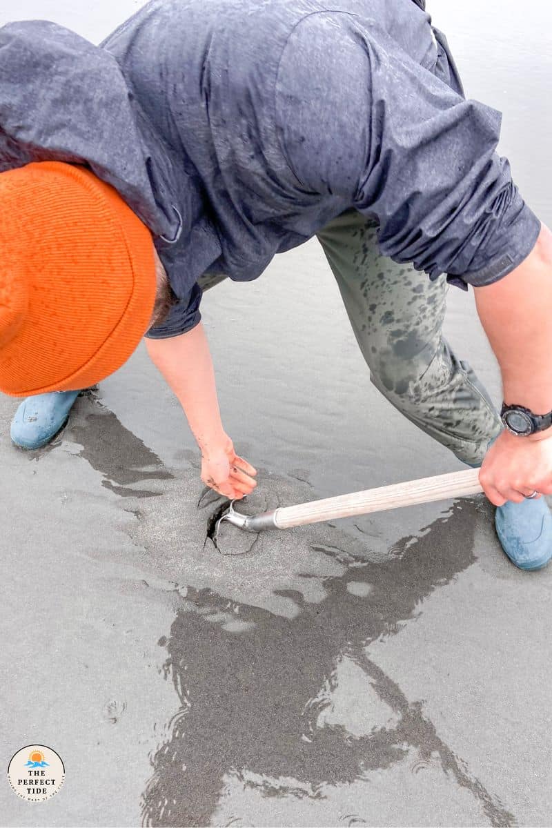 razor clam shovel in the sand digging man holding it