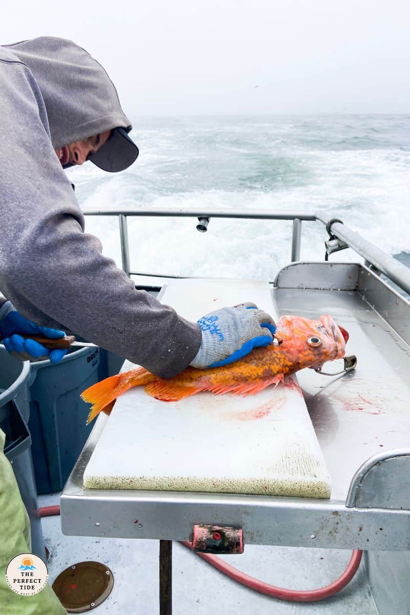canary orange rockfish on fish charter being gutted 
