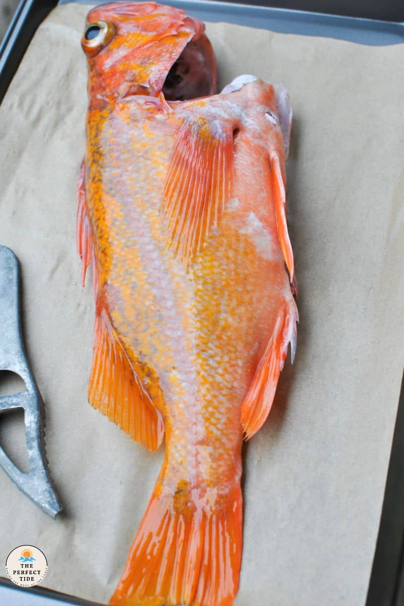 whole rockfish canary bright orange fish on parchment paper next to fish scaler