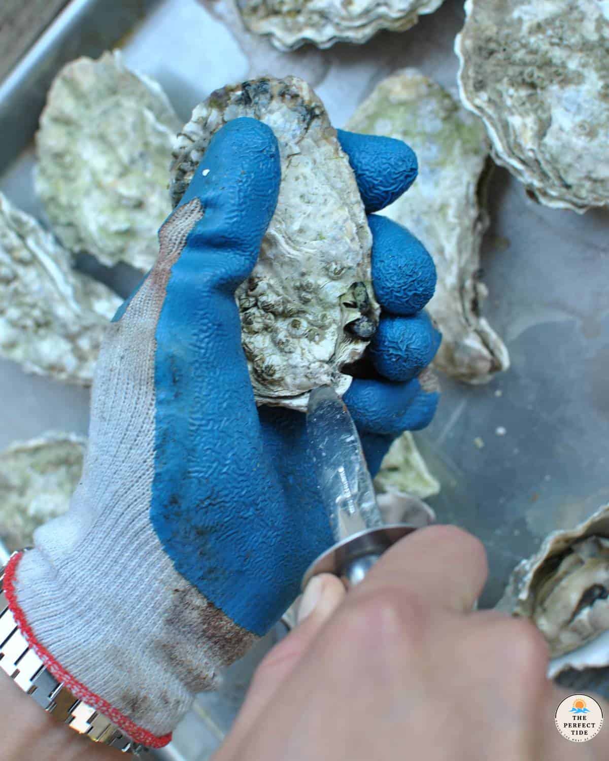 opening oysters with an oyster knife