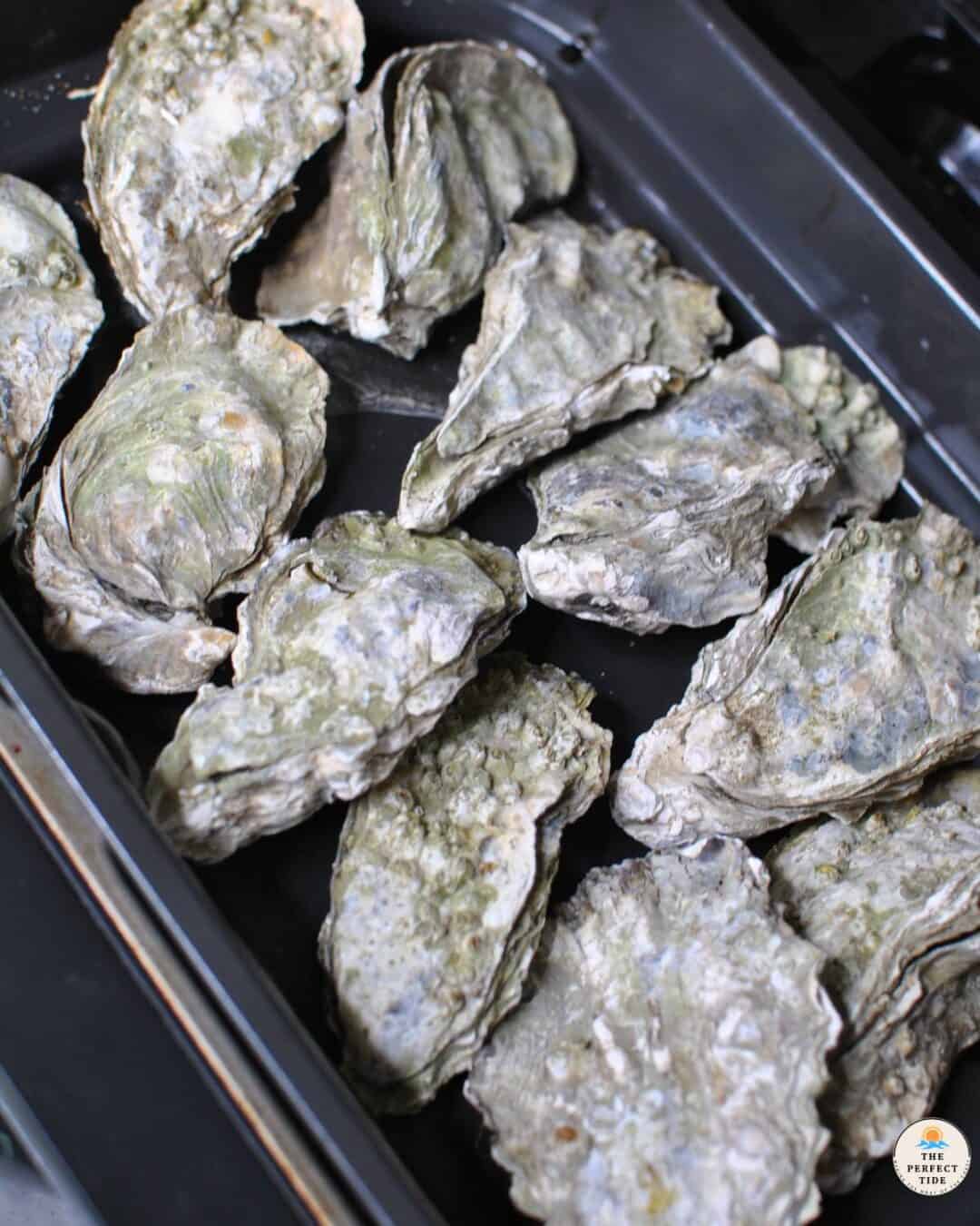 Air Fryer Oysters (Opening Oysters The Easiest Way) The Perfect Tide