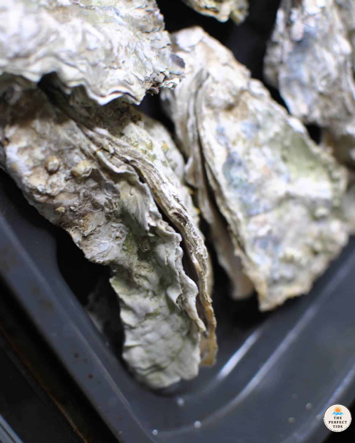 oysters open when cooked in airfryer
