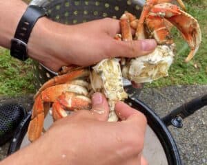 opening crab and removing gills