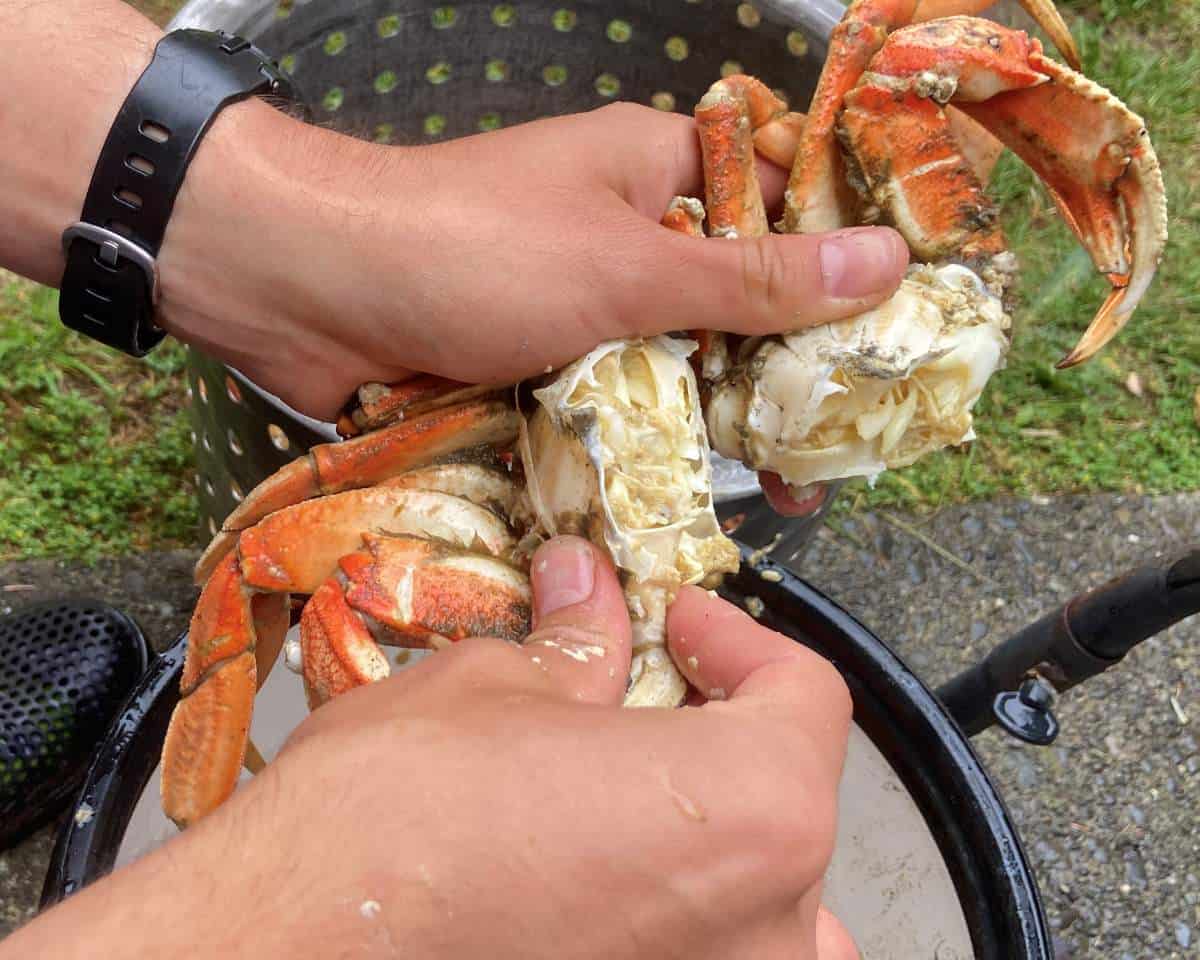 Crab Getting Smashed How To Clean, Open and Crack Cooked Crab (& video)