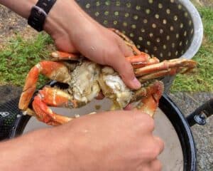 opening crab cracking crab shells