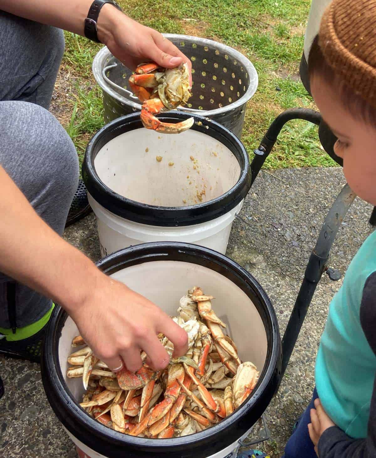 bucket setup for opening and cracking fresh whole crab