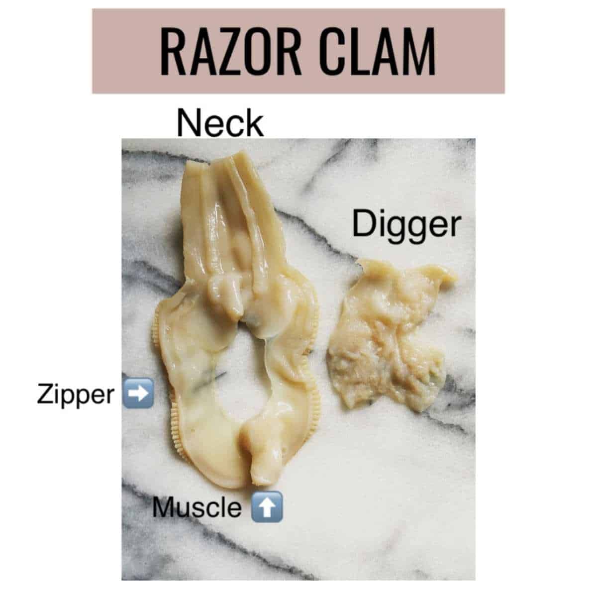 razor clam anatomy