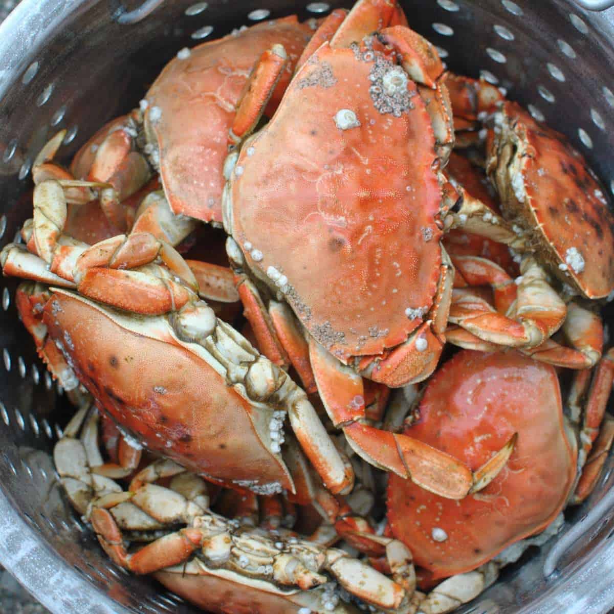 cooked crab in a pot after crabbing