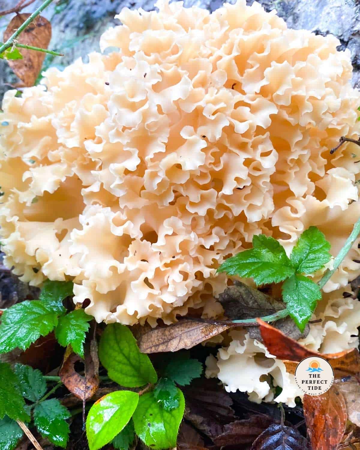 cauliflower mushroom