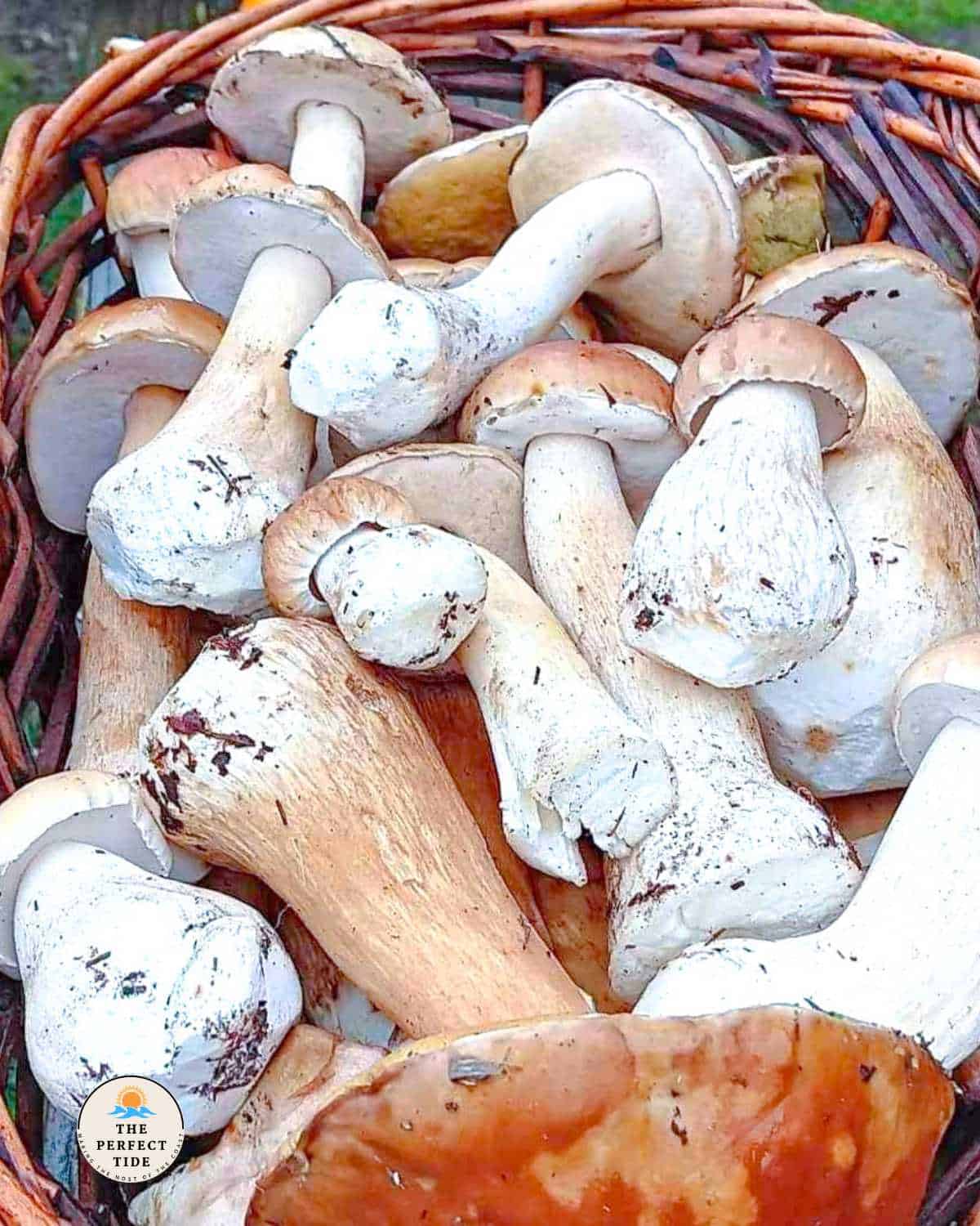 basket of king boletes aka porcini mushrooms