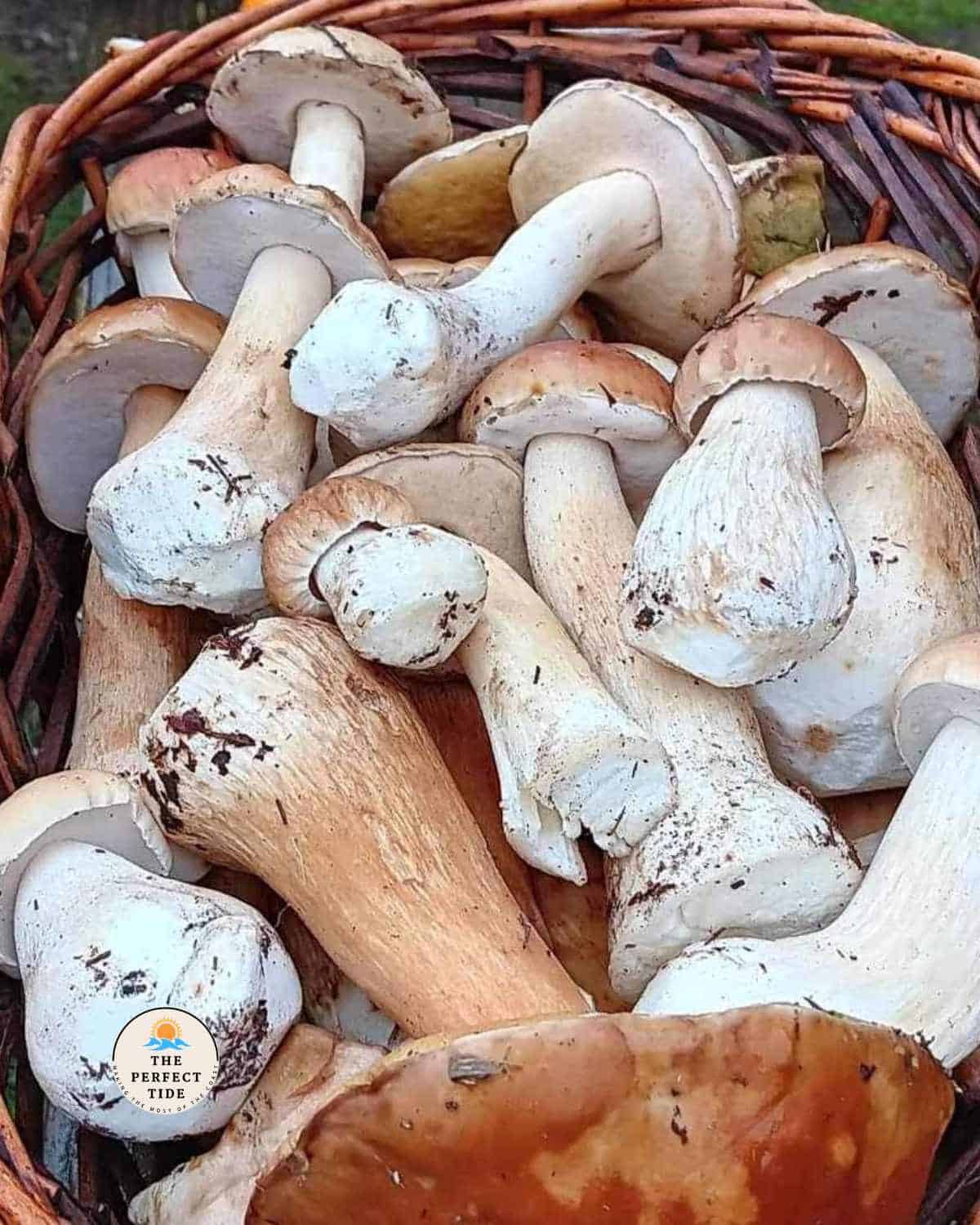 basket of porcini mushrooms