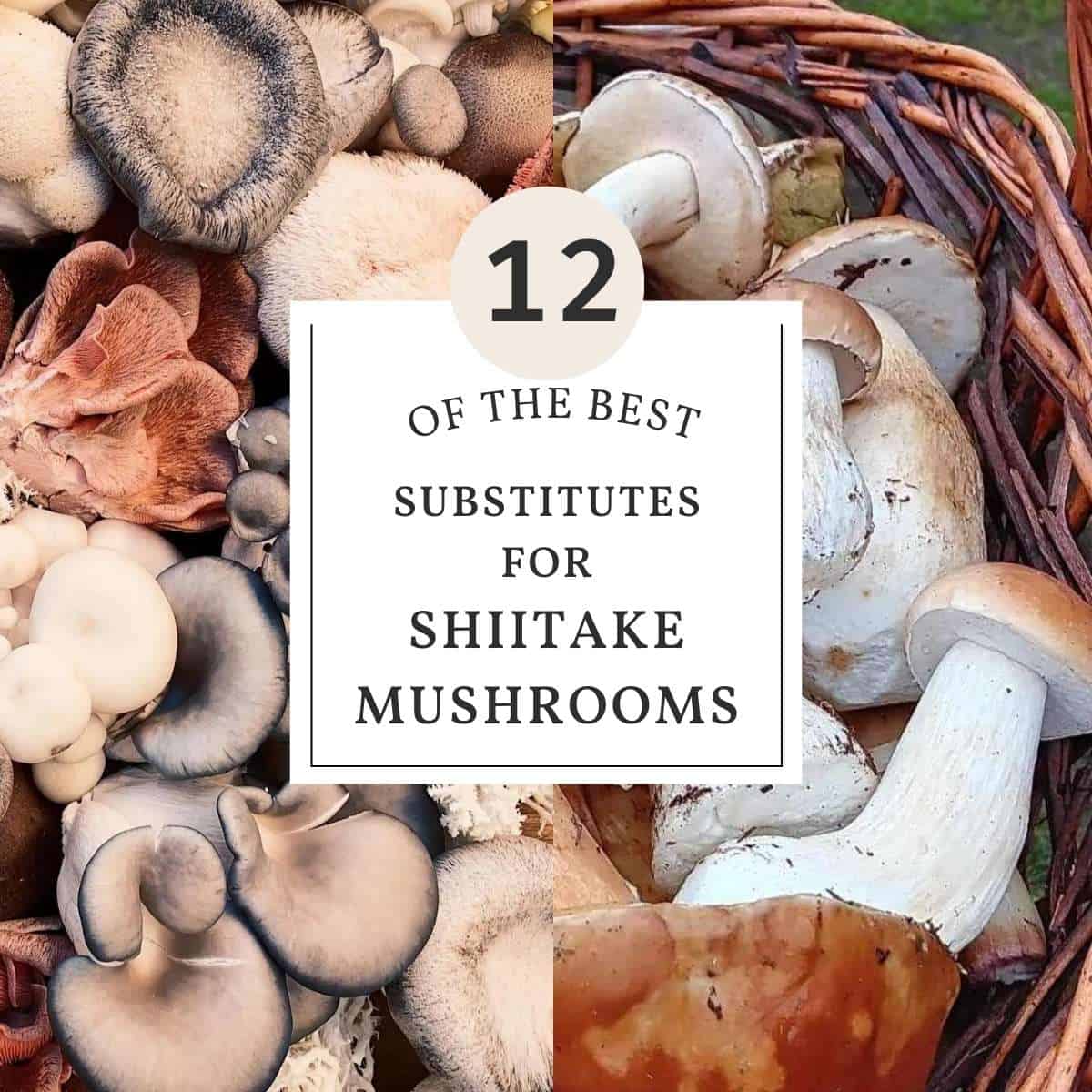 12 of the best shiitake mushroom substitutes