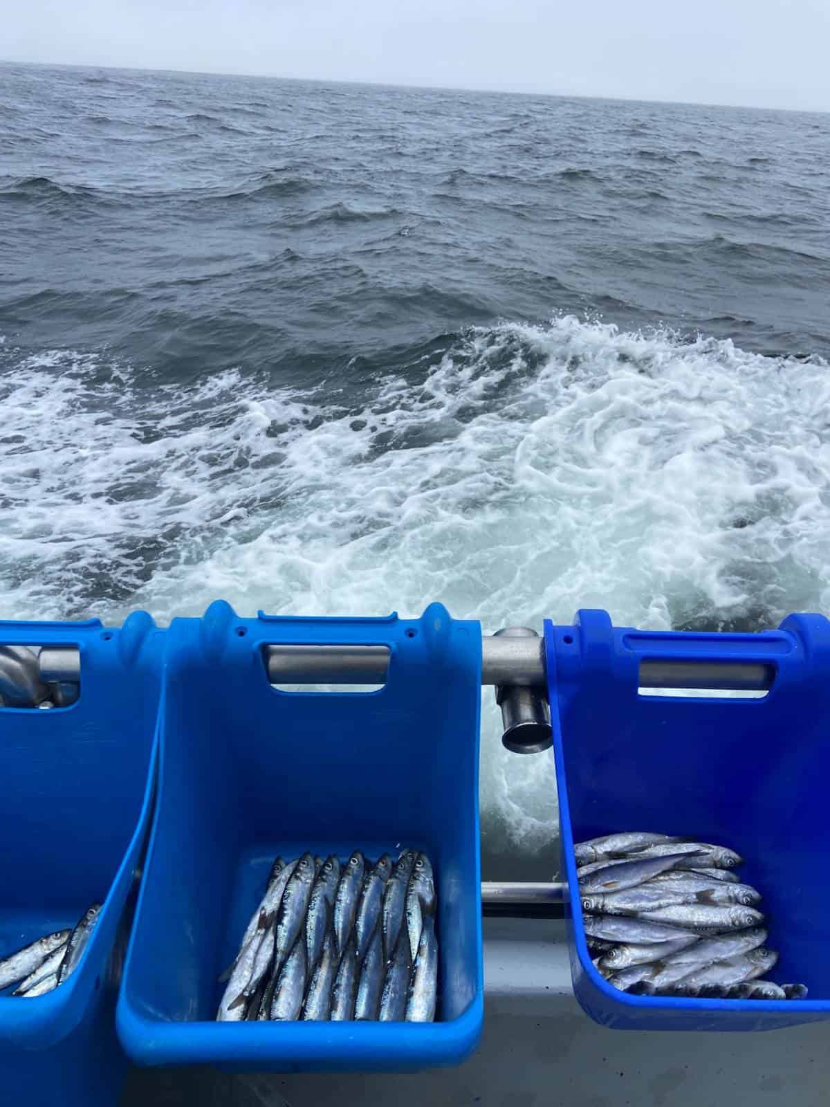 bait on fishing charter